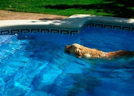 Un perro está nadando en una piscina.