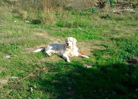 Un perro está tumbado en el césped de un campo.