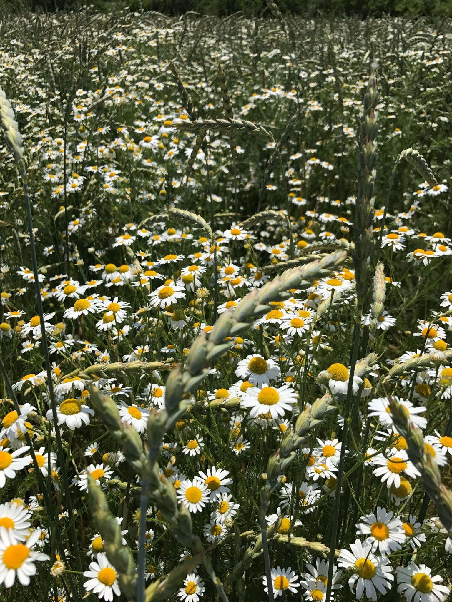 domaine de la vigne blanche - genève - chardonnay