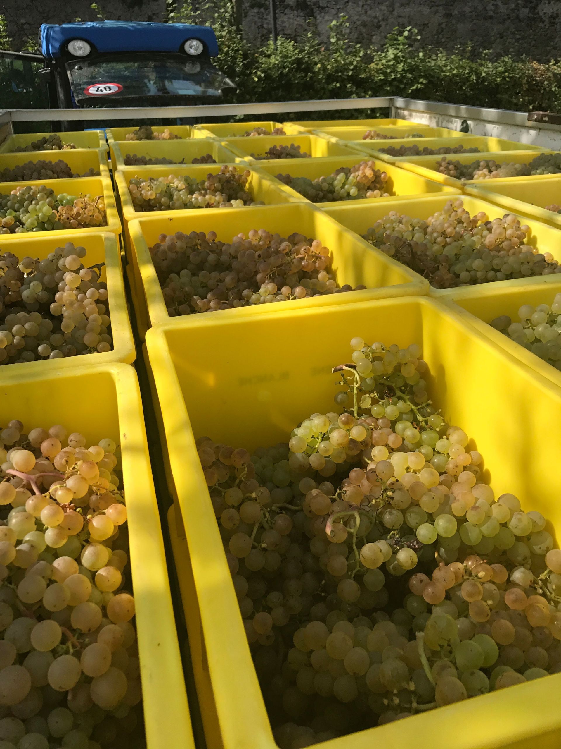 Domaine de la vigne blanche - char