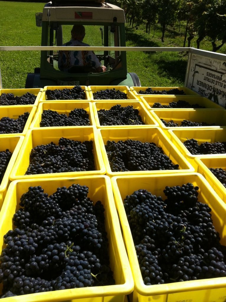 Domaine de la vigne blanche - vendanges