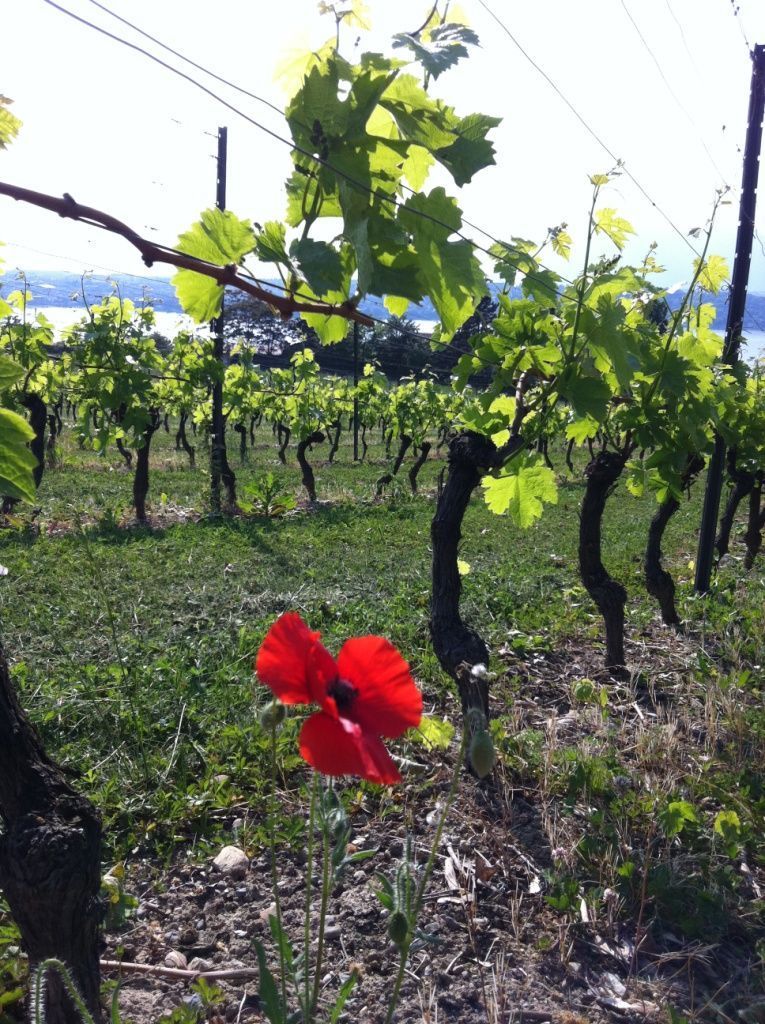Domaine de la vigne blanche - coquelicot