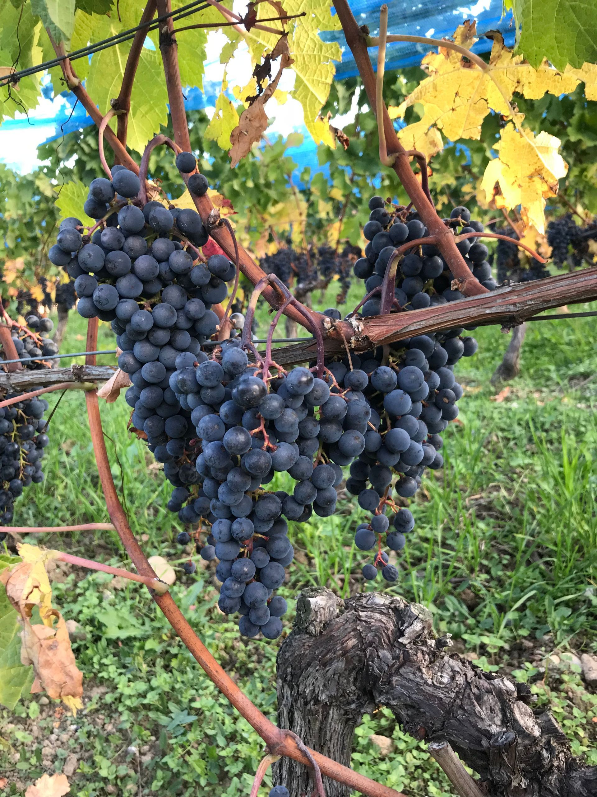 Domaine de la vigne blanche - grappe