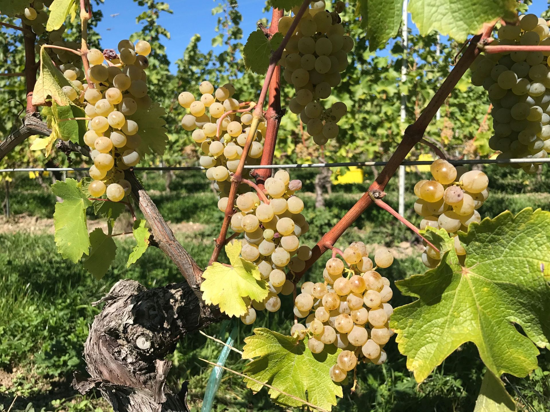 Domaine de la vigne blanche - raisin