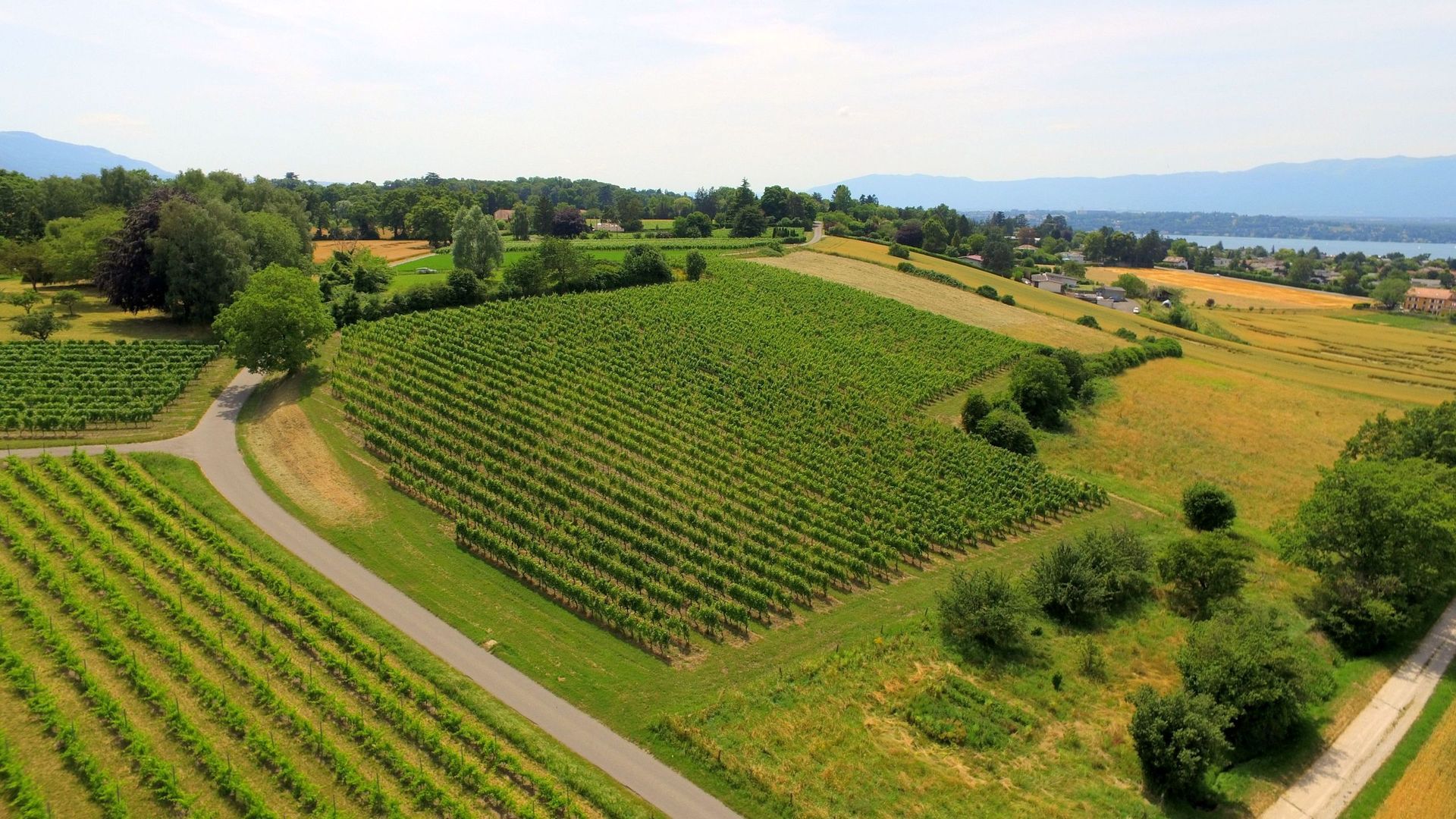 Domaine de la Vigne Blanche