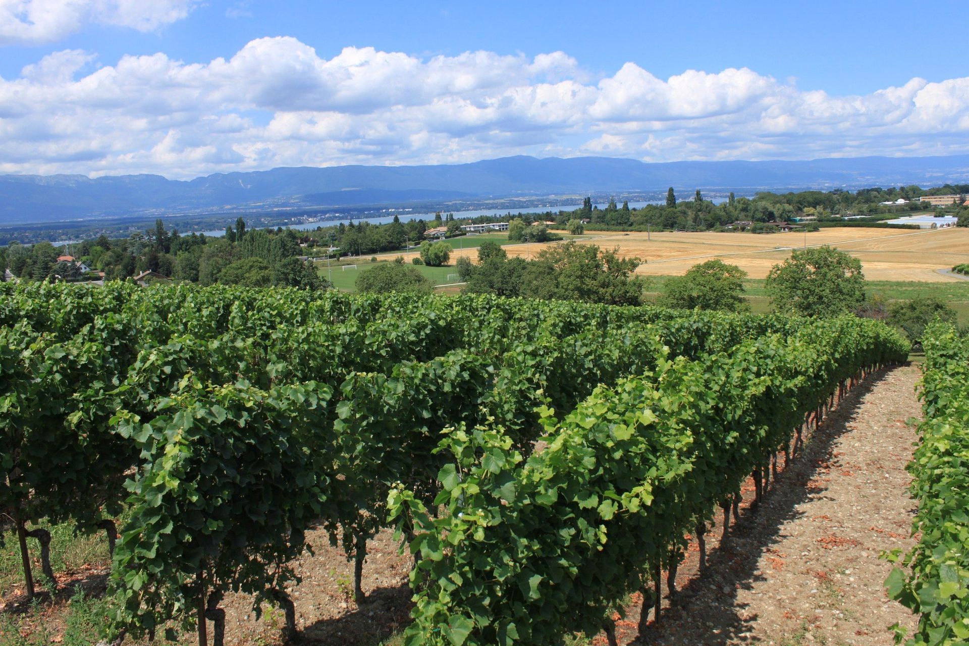 Domaine de la vigne blanche - cardamone