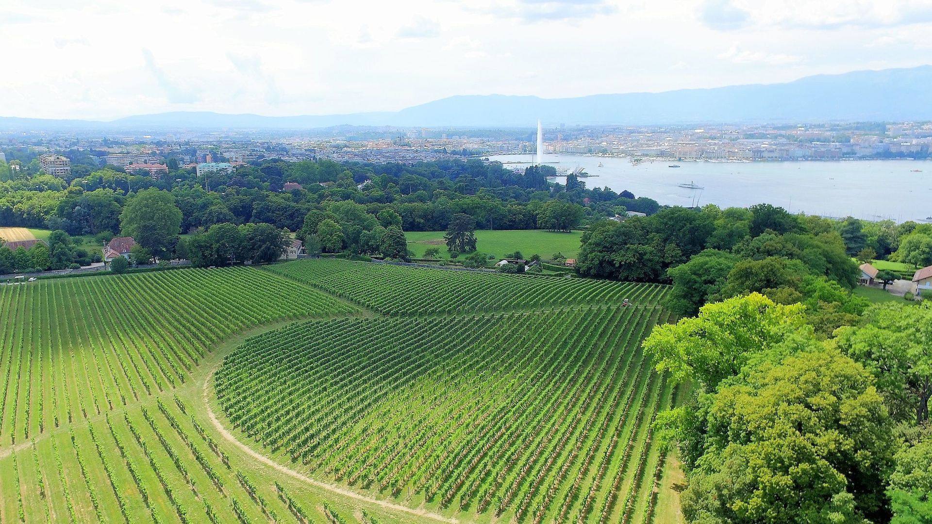 Domaine de la Vigne Blanche