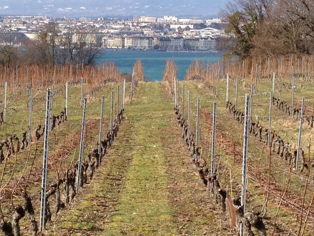 Domaine de la vigne blanche - taille