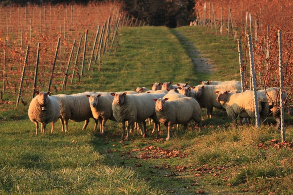 Domaine de la vigne blanche - mouton