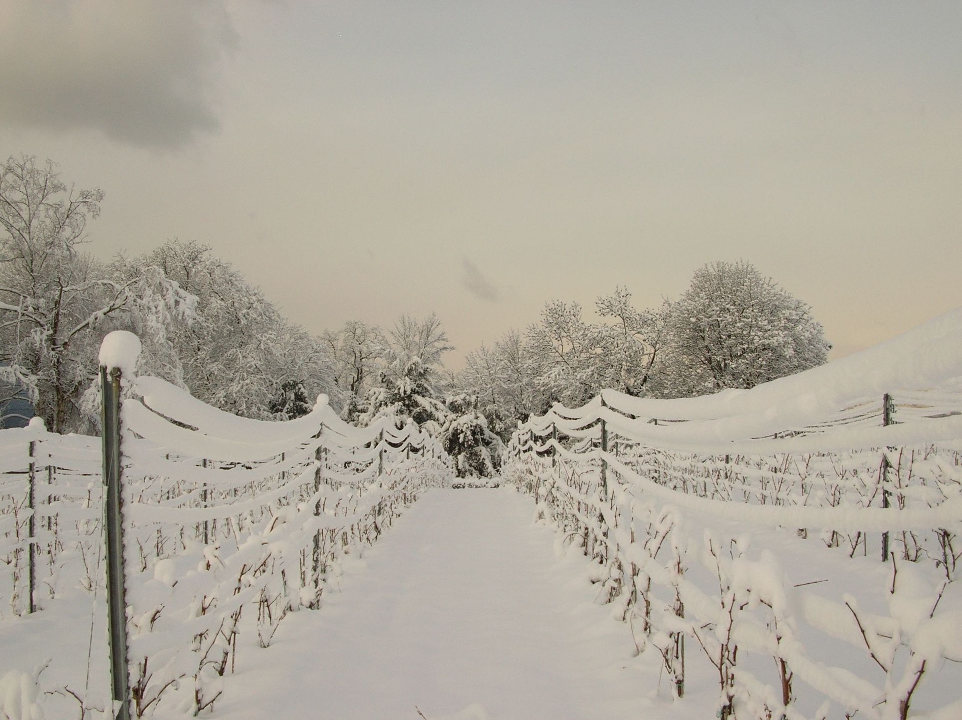 Domaine de la vigne blanche - neige