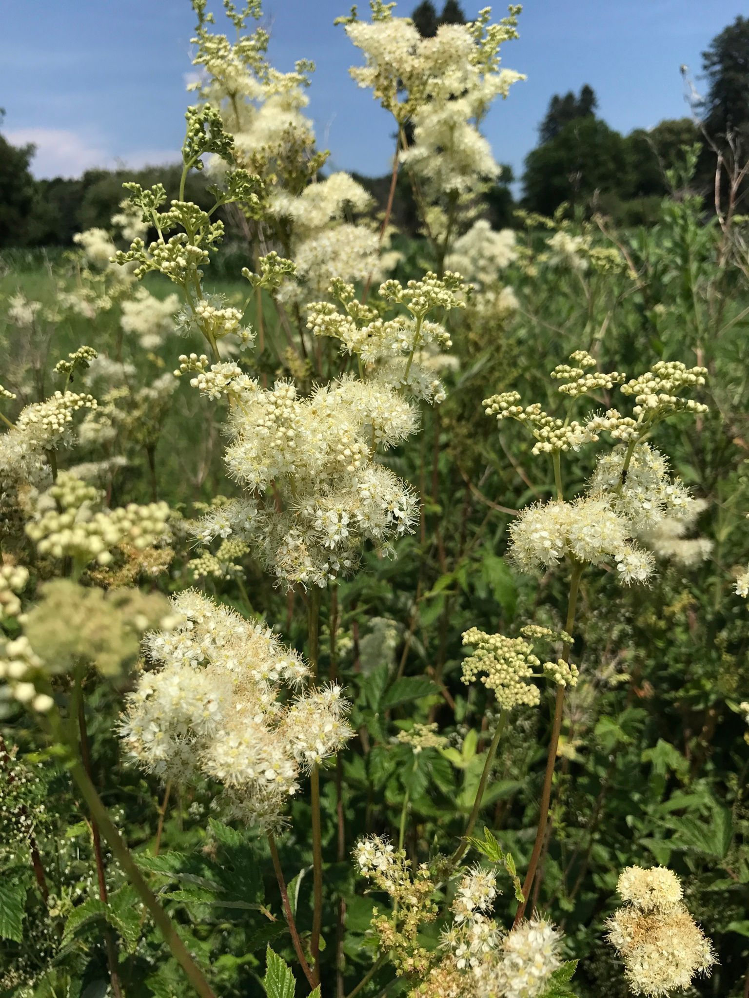 domaine de la vigne blanche - genève - sauvignon