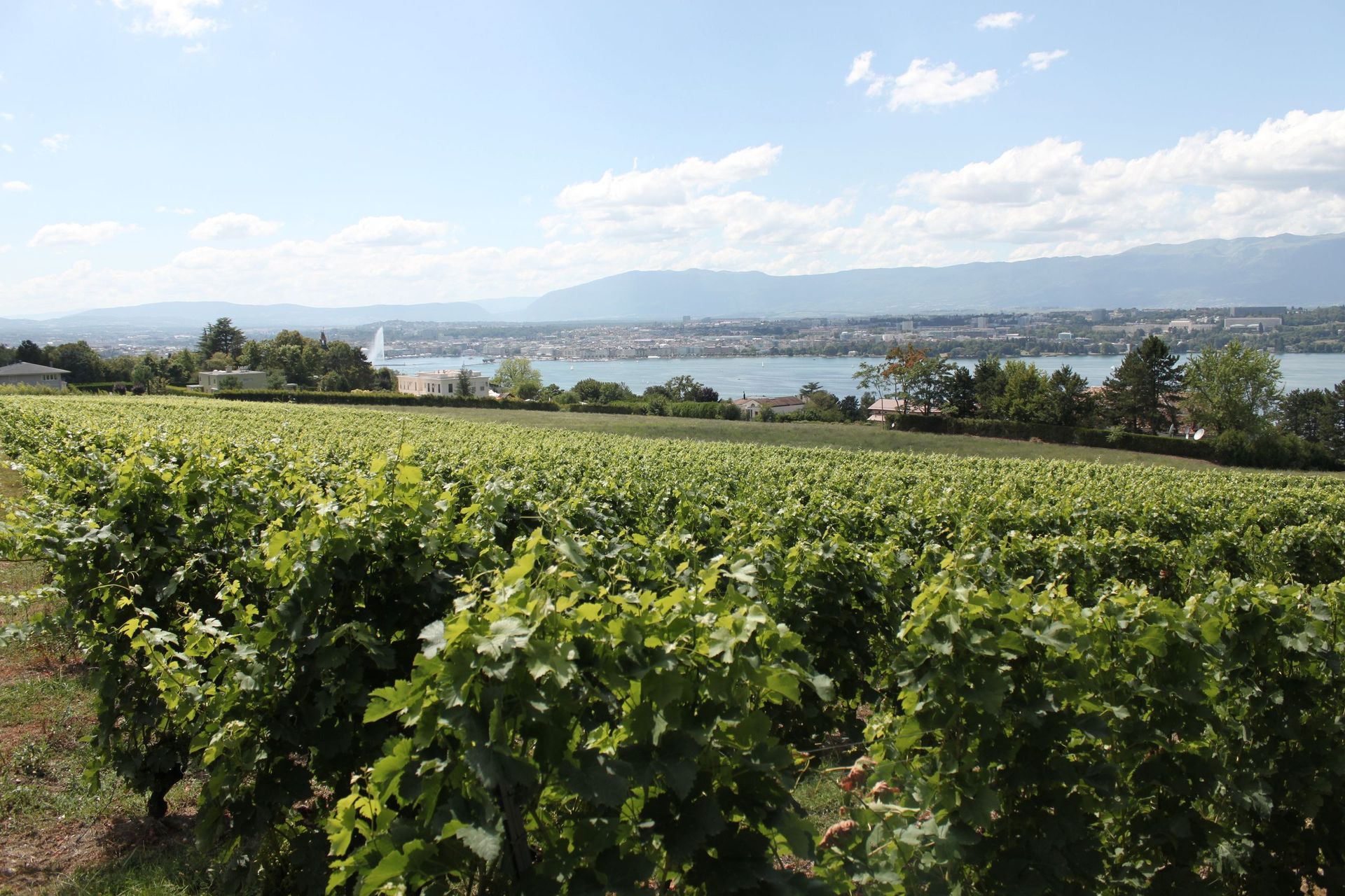 Domaine de la Vigne Blanche