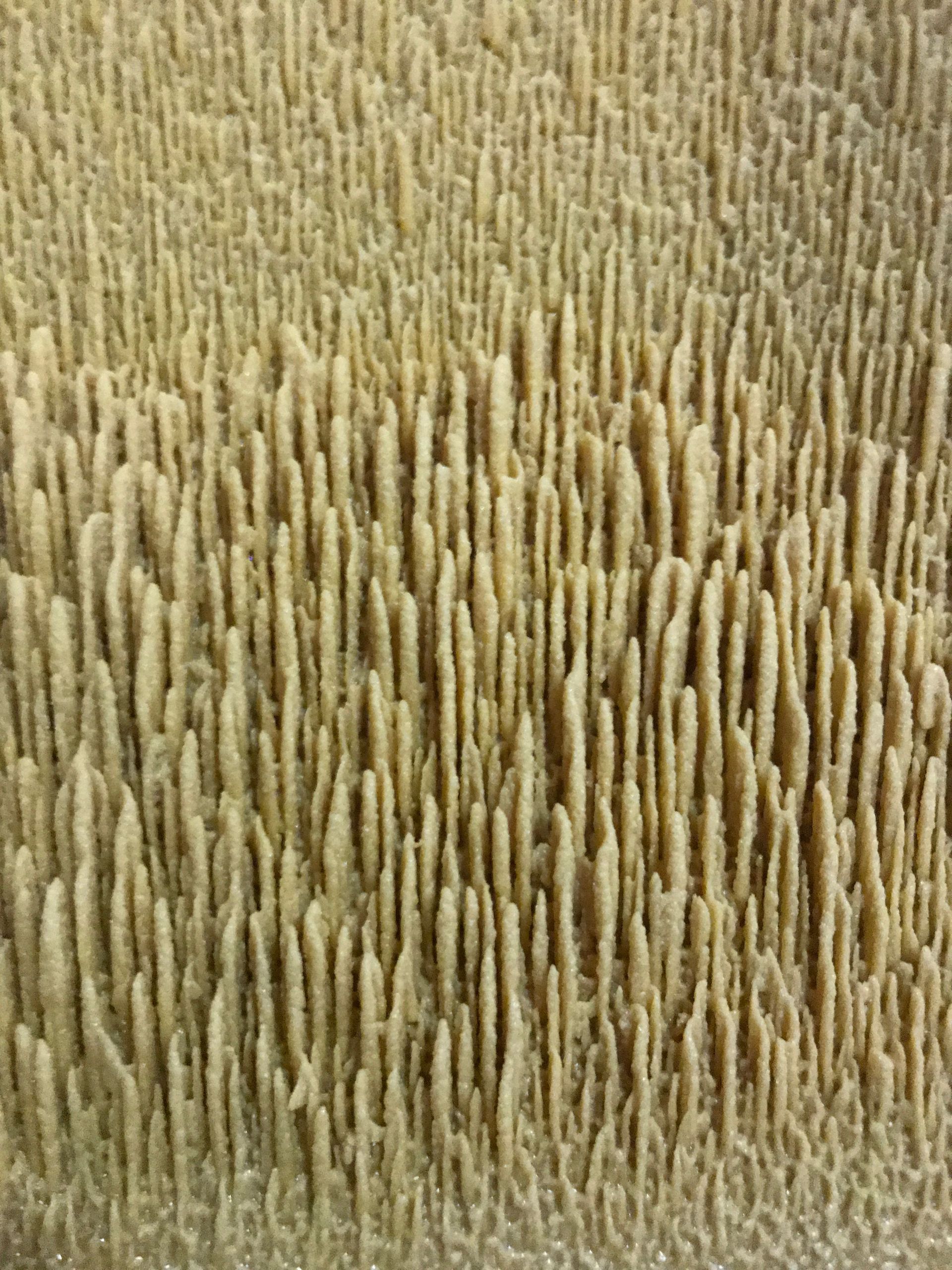 Domaine de la vigne blanche - tartre