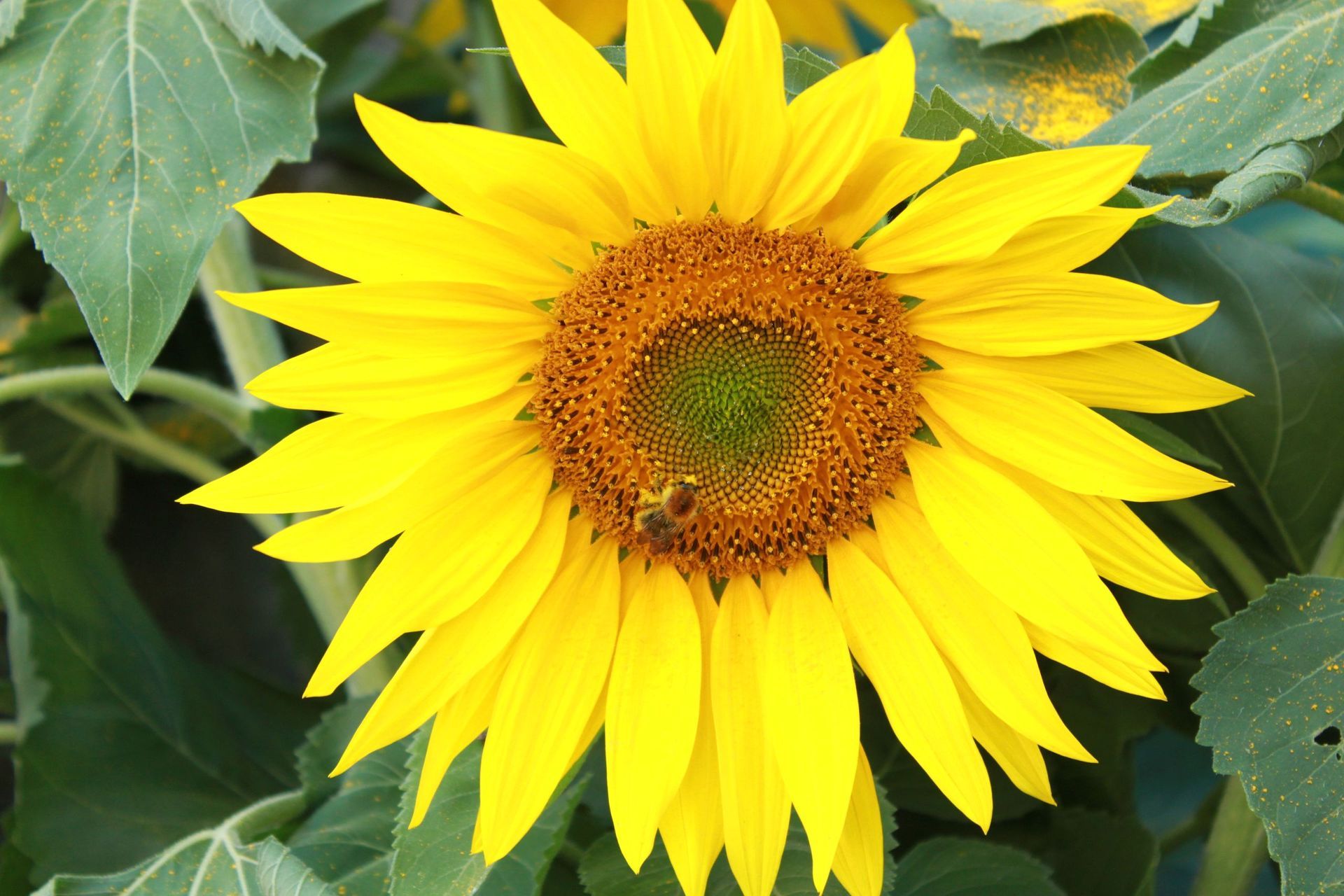 Domaine de la vigne blanche - tournesol