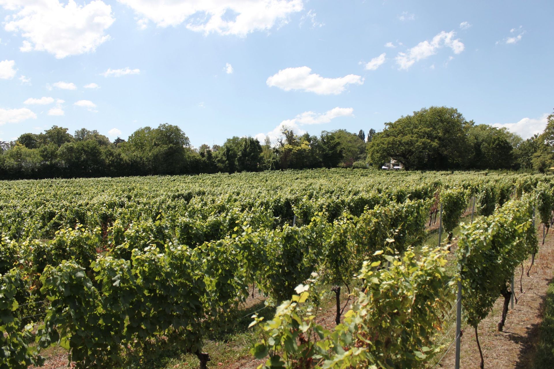 Domaine de la vigne blanche - tour pressy