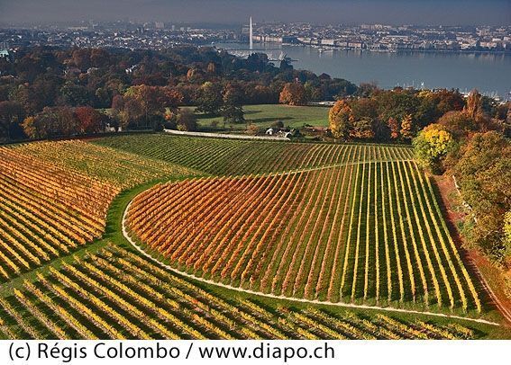 Domaine de la vigne blanche - automne