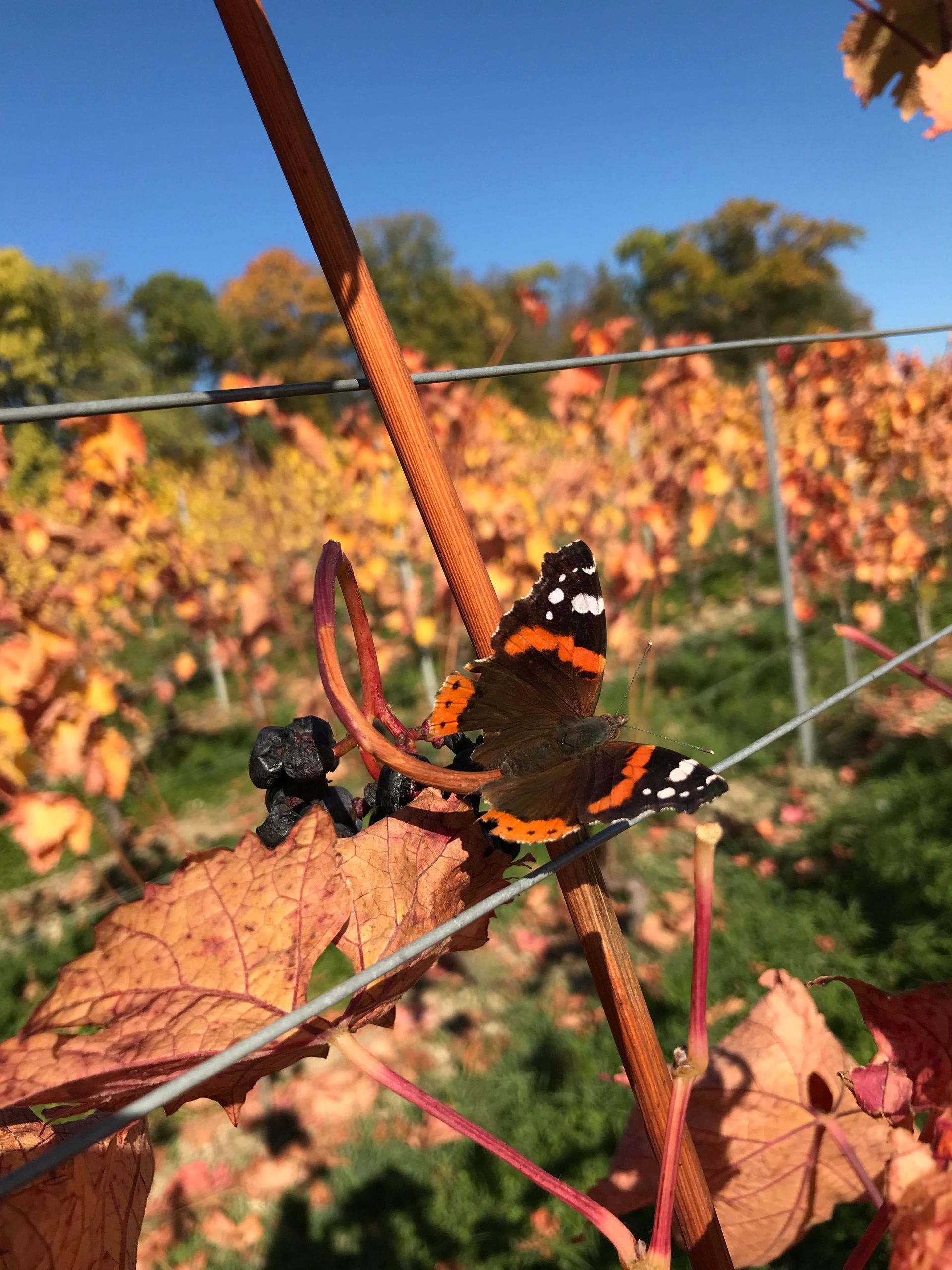 domaine de la vigne blanche - genève - biodynamie