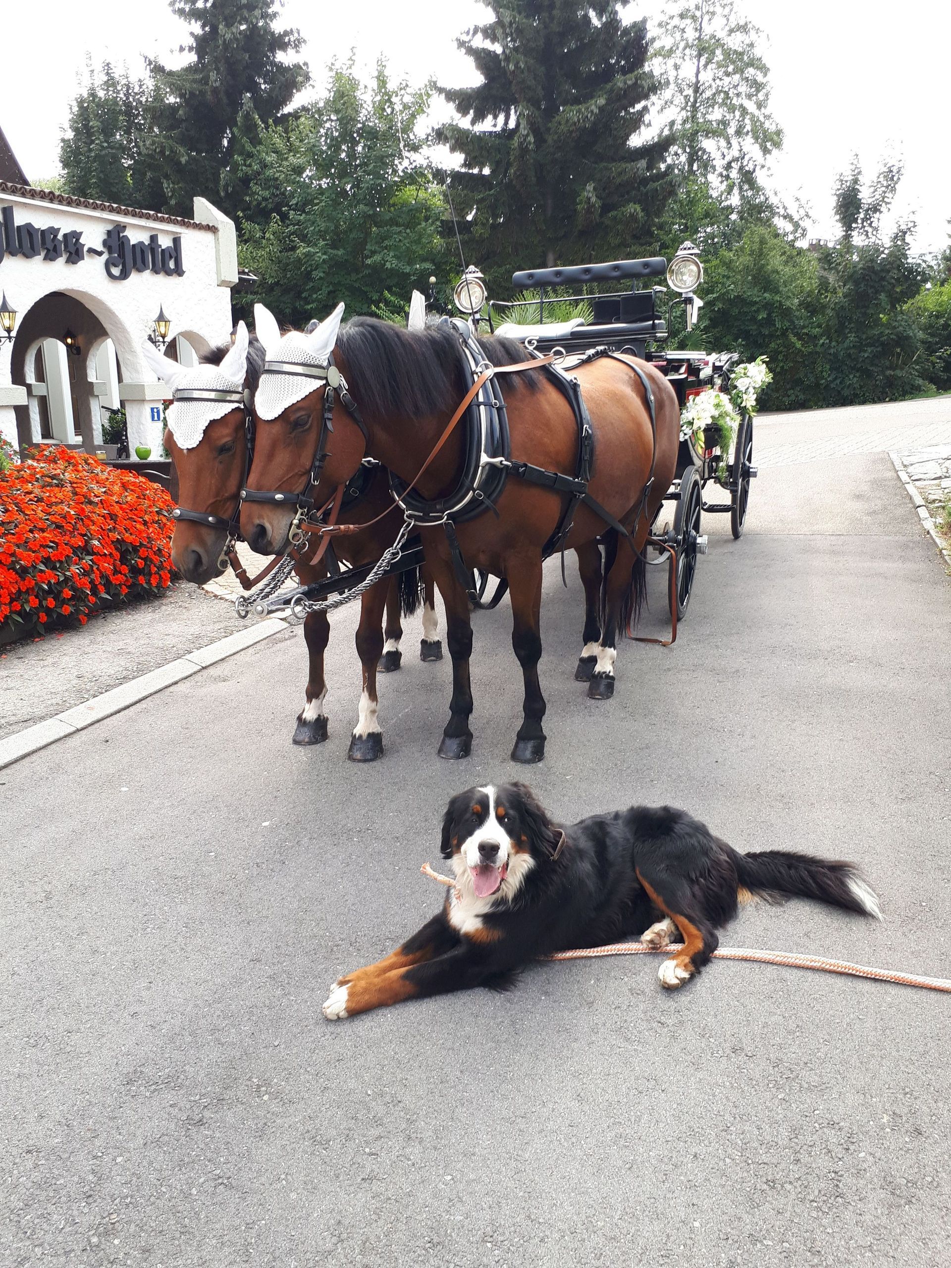 Landauer - Kutschenerlebnis.ch Weggis