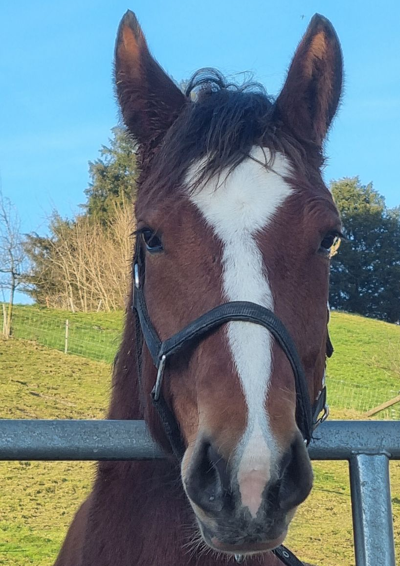 Amalia- Kutschenerlebnis.ch Weggis