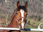 Pferd - Kutschenerlebnis.ch