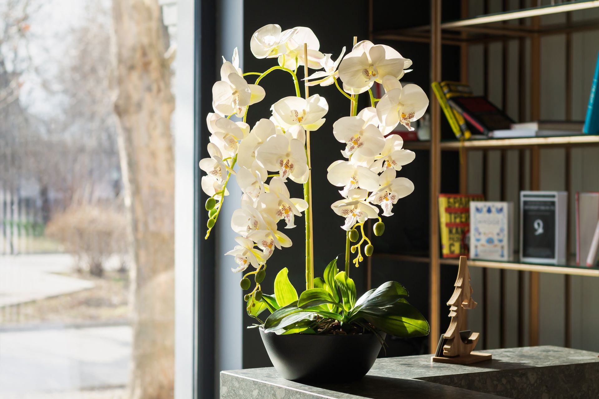 Une orchidée blanche dans un pot noir, posée sur le rebord d'une fenêtre à côté d'une bibliothèque.