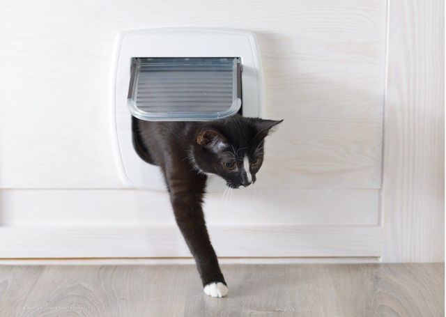 Katze geht durch Katzenklappe