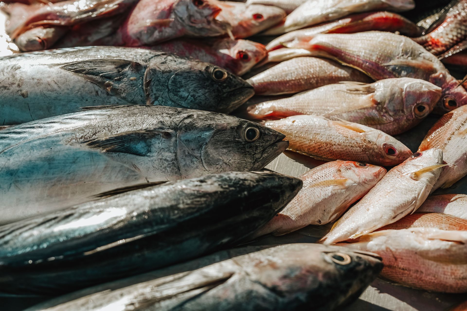 Poissons frais exposés sur de la glace sur un marché, notamment du thon argenté et du poisson rouge pâle
