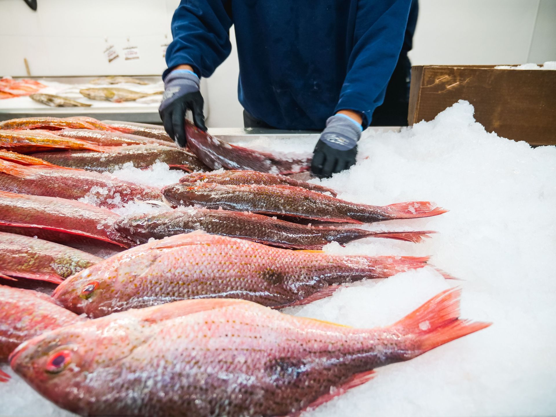 Du poisson frais exposé sur de la glace sur un marché, les mains gantées d'un employé les arrangeant