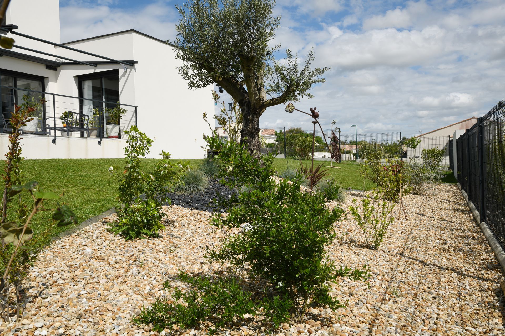 Olivier entouré de plantes