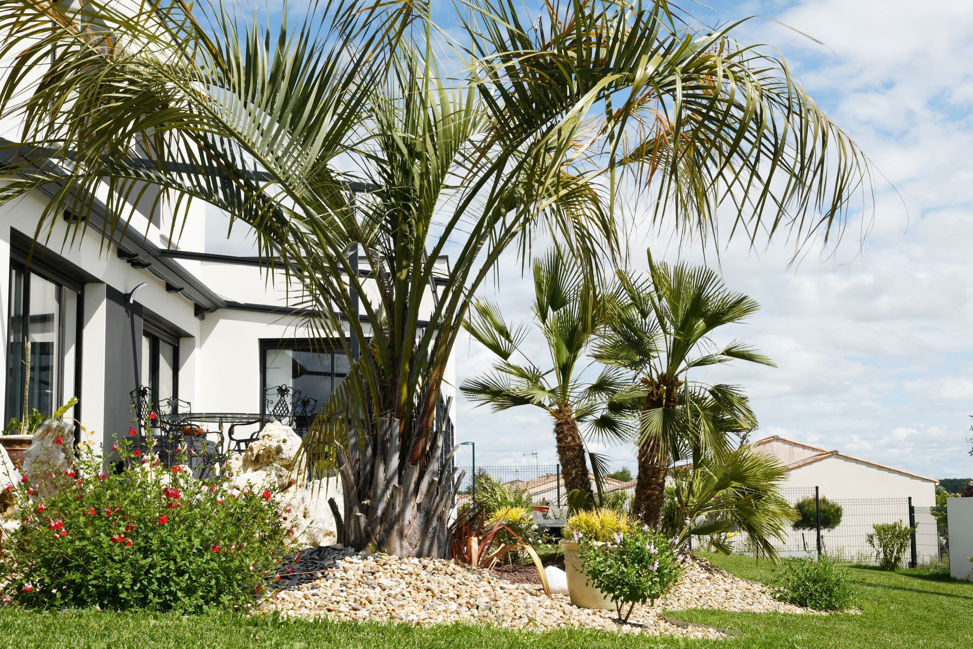 Plantation de palmiers dans un jardin