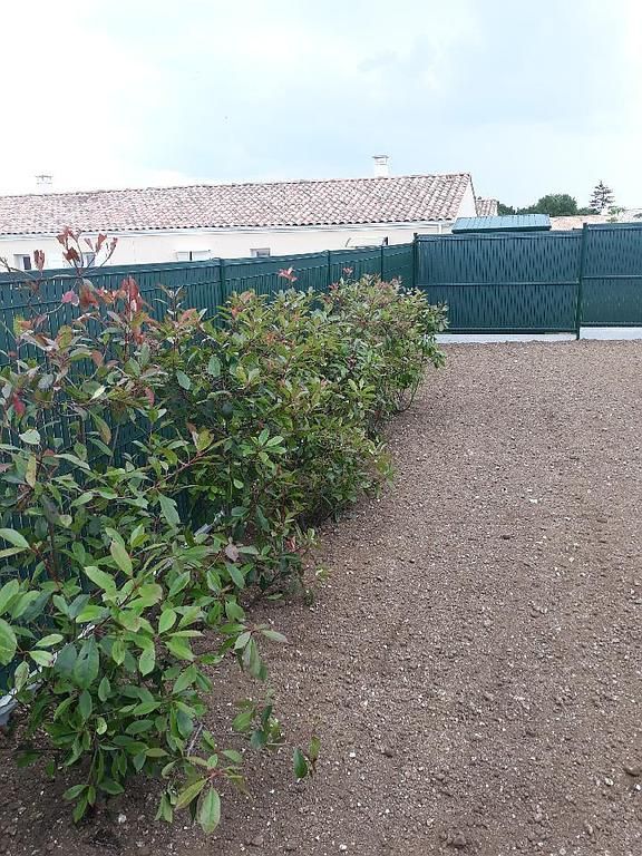 Petits arbustes plantés