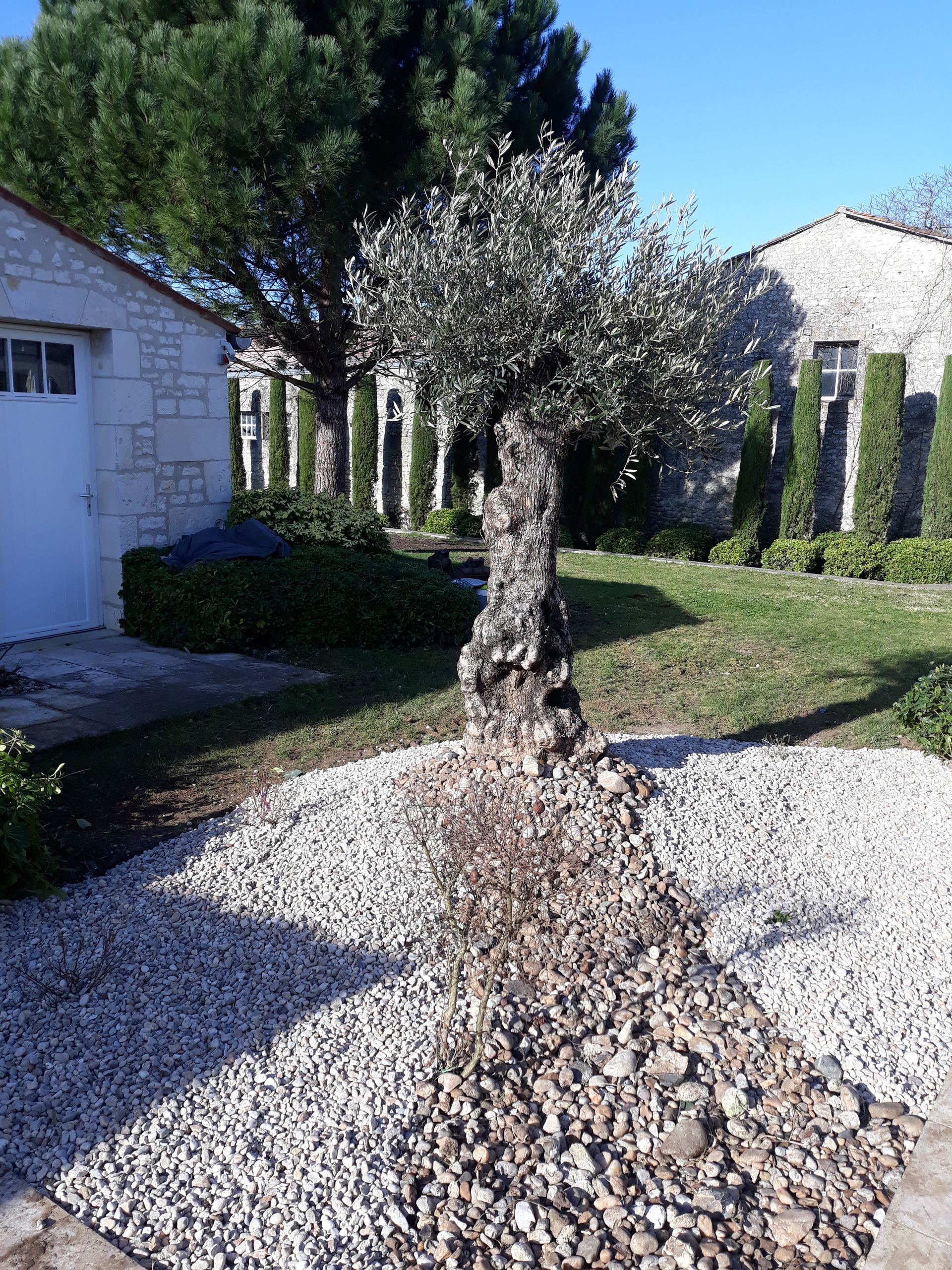 Gros plan sur un olivier