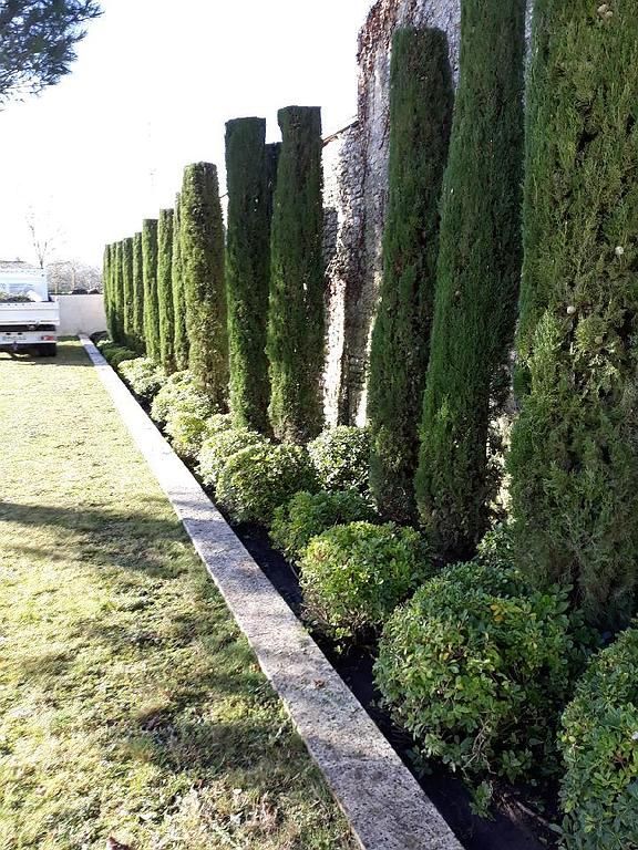 Plantation d'arbustes