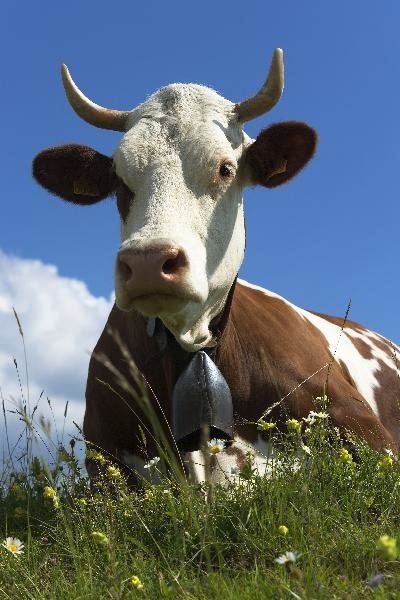 Vache montbéliarde La Ferme Prairial à Publier