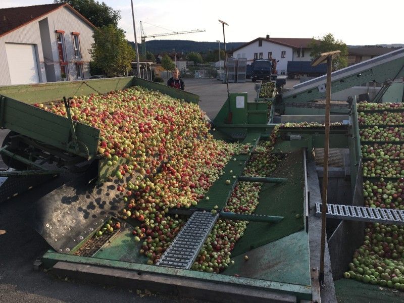 viele Äpfel geerntet