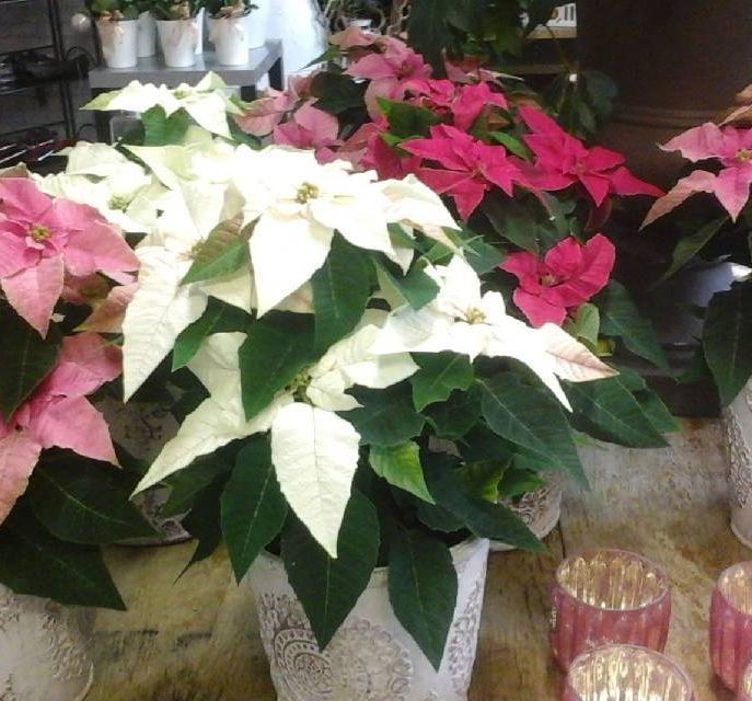 Kukkakauppa ja Hautauspalvelu Venla myy erilaisia kukkia