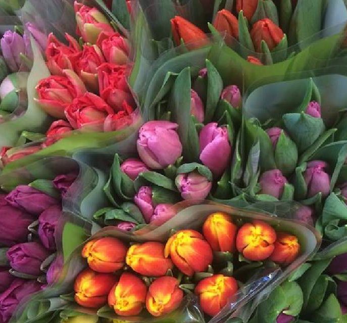 Kukkakauppa ja Hautauspalvelu Venlan tulppaaneja