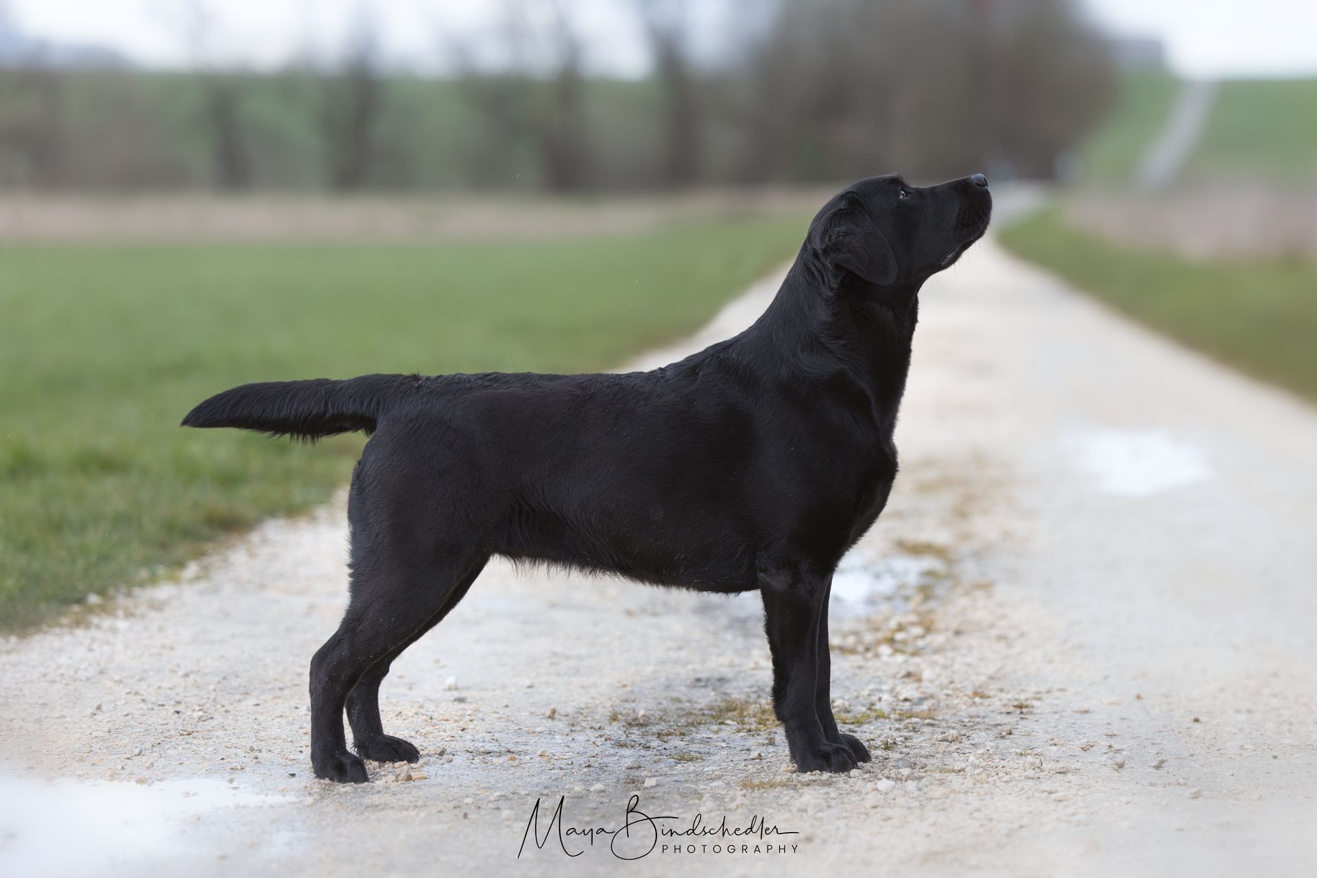 Velvet Dream vom Soppestig
1 Jahr alt