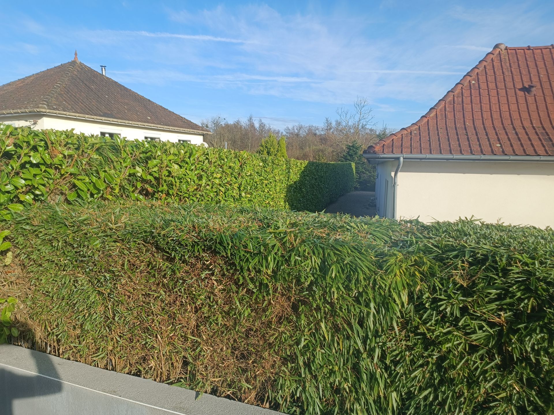 Une haie qui sépare deux jardins avec une maison en arrière-plan