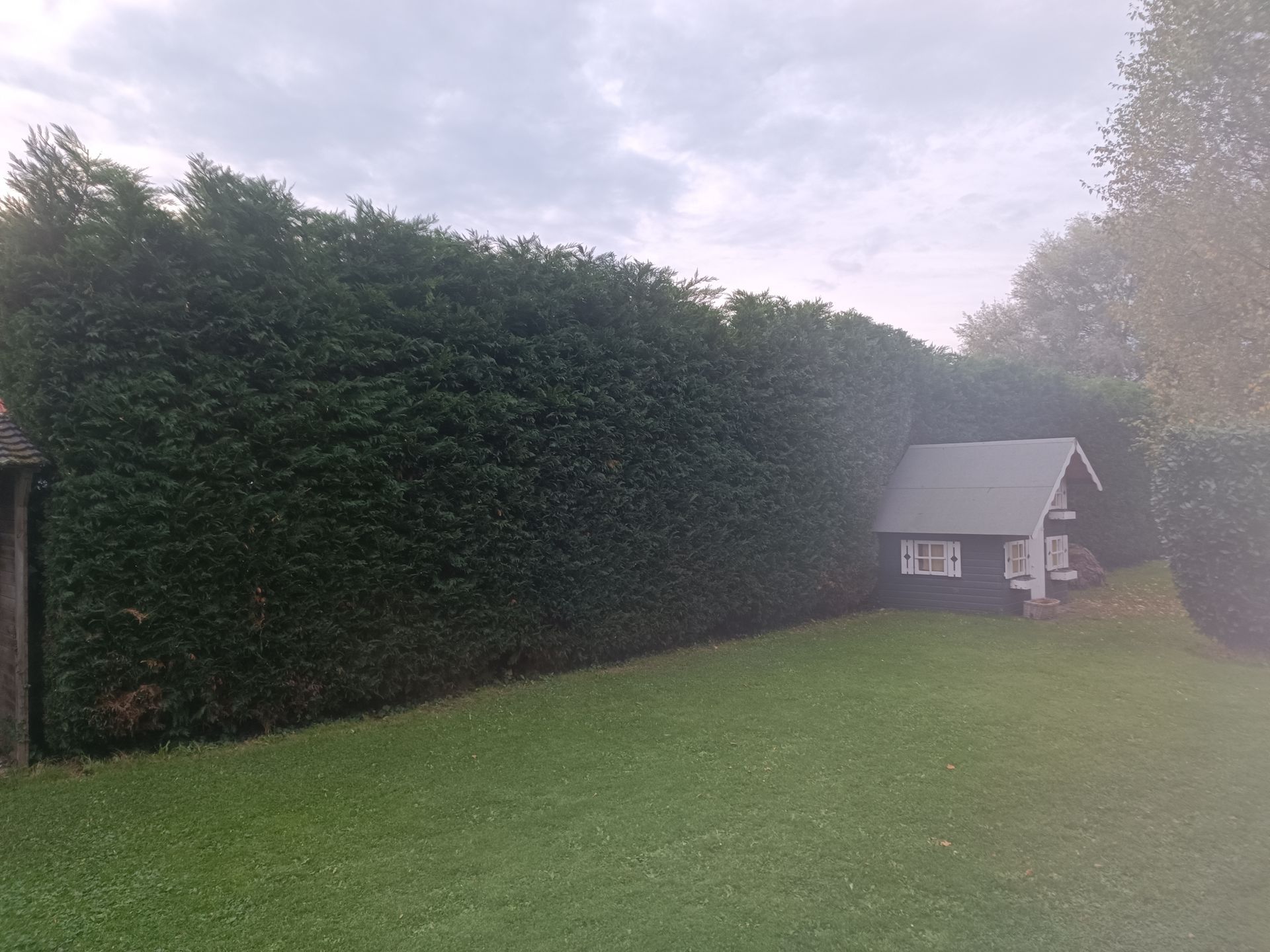 Une haie haute qui entoure un jardin avec une pelouse verte et une cabane en bois pour enfants
