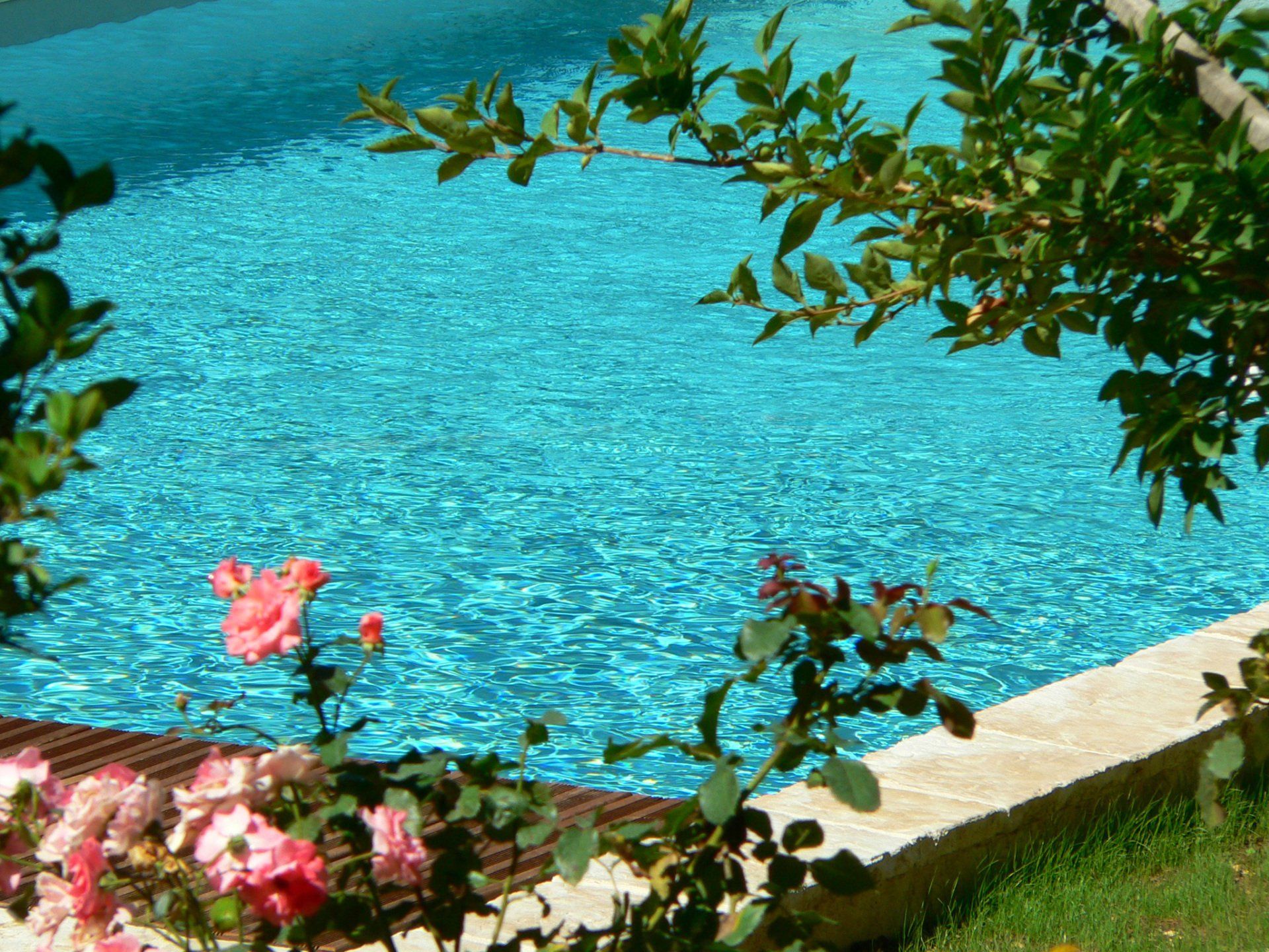 L'eau d'une piscine d'un bleu éclatant, encadrée de roses roses et de feuillage vert par une journée ensoleillée.