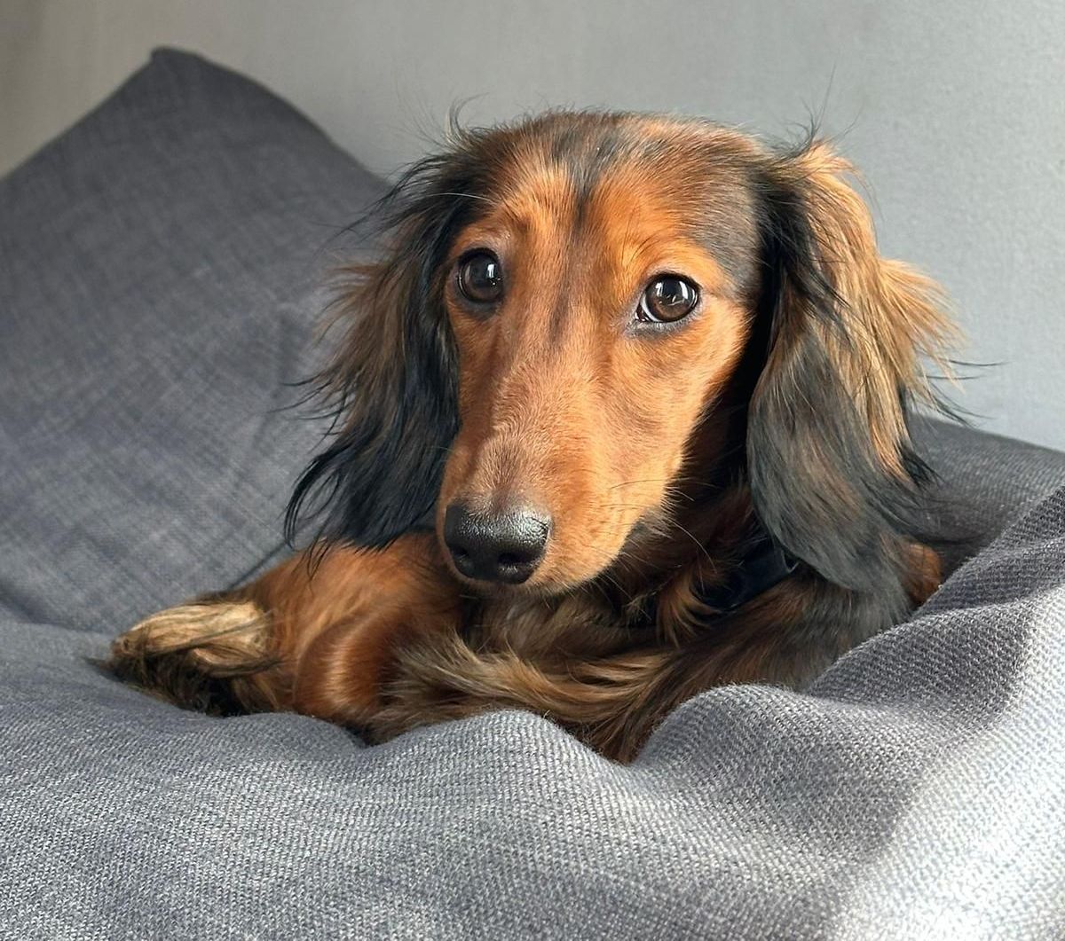 perro