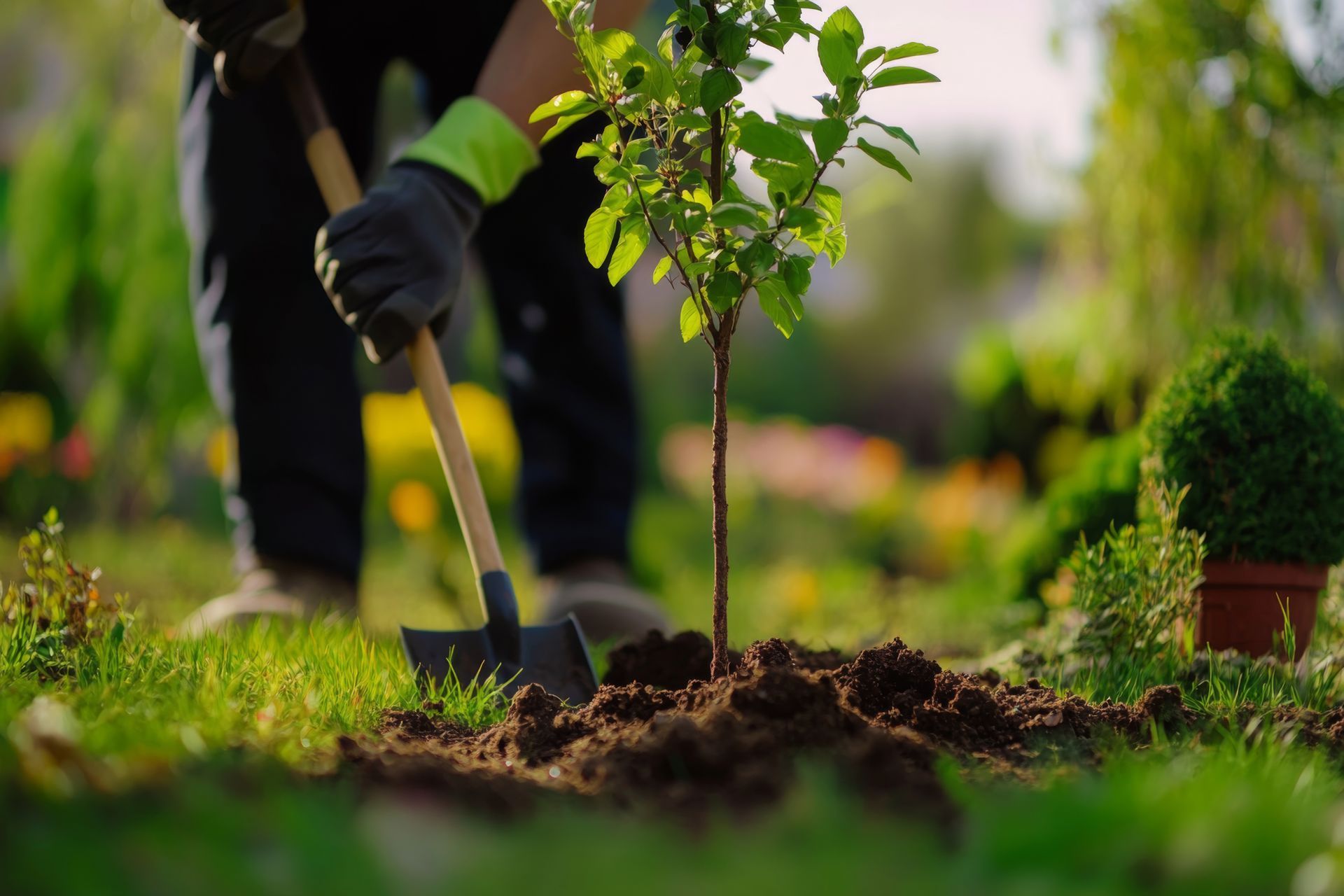 Un jardinier plante un jeune arbre dans un jardin ensoleillé à l'aide d'une pelle et de gants.