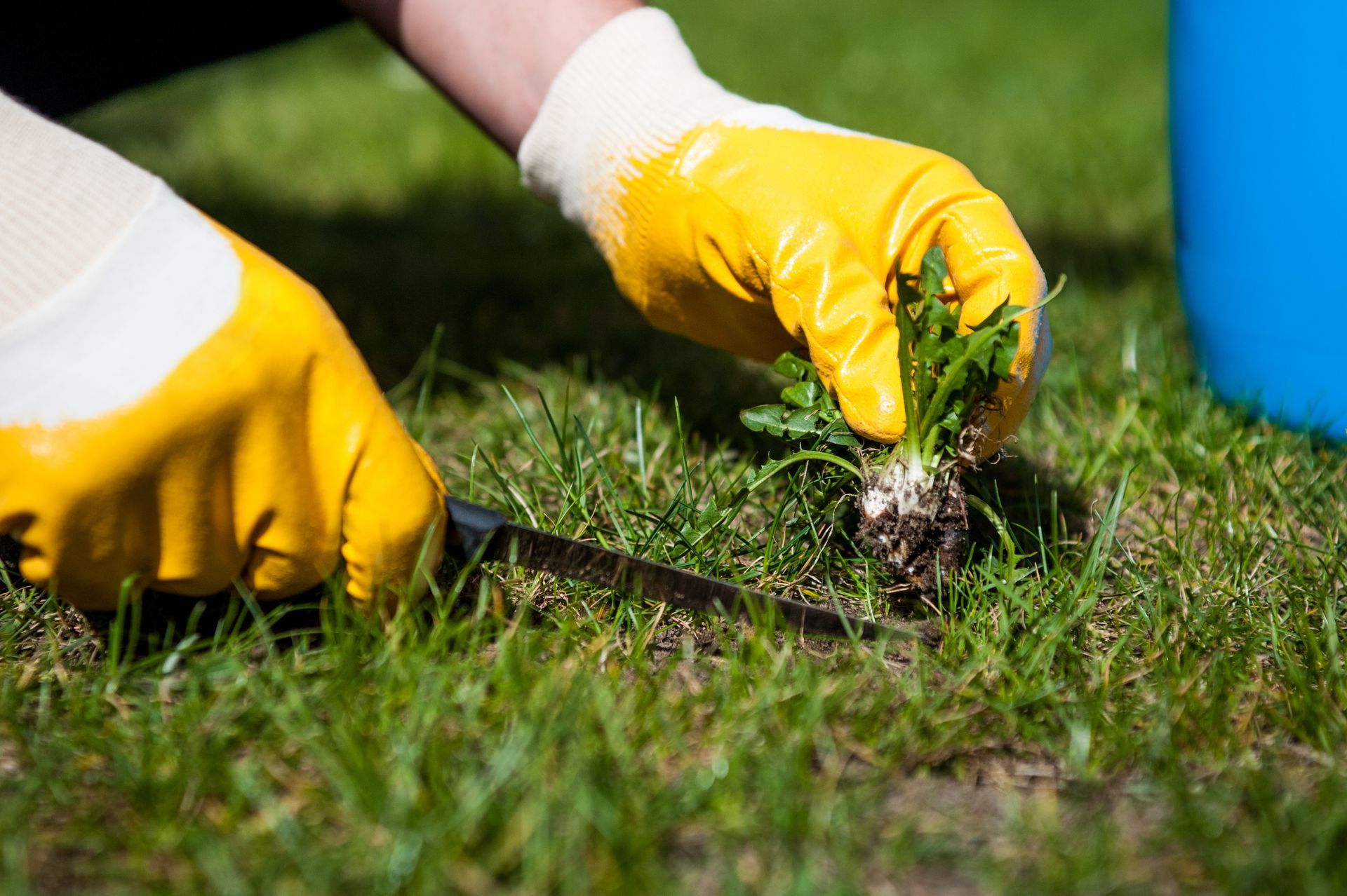 Gros plan de mains gantées arrachant une mauvaise herbe d'une pelouse.