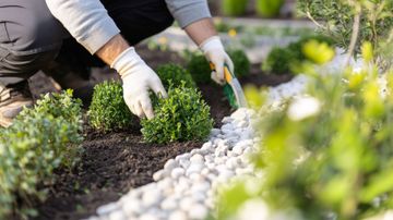Les mains gantées d'un jardinier plantent de petits arbustes dans un parterre de pierres blanches.