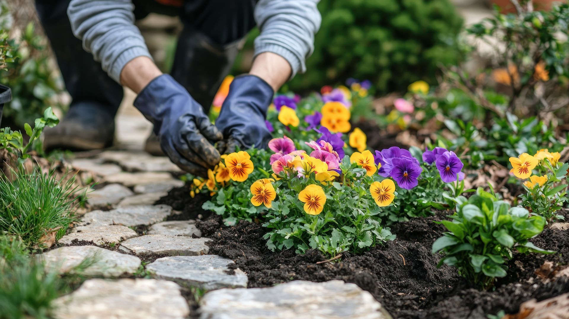 Des mains gantées plantent des fleurs jaunes et violettes dans un parterre de pierres.