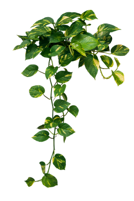 Vigne avec feuilles tombantes vertes.