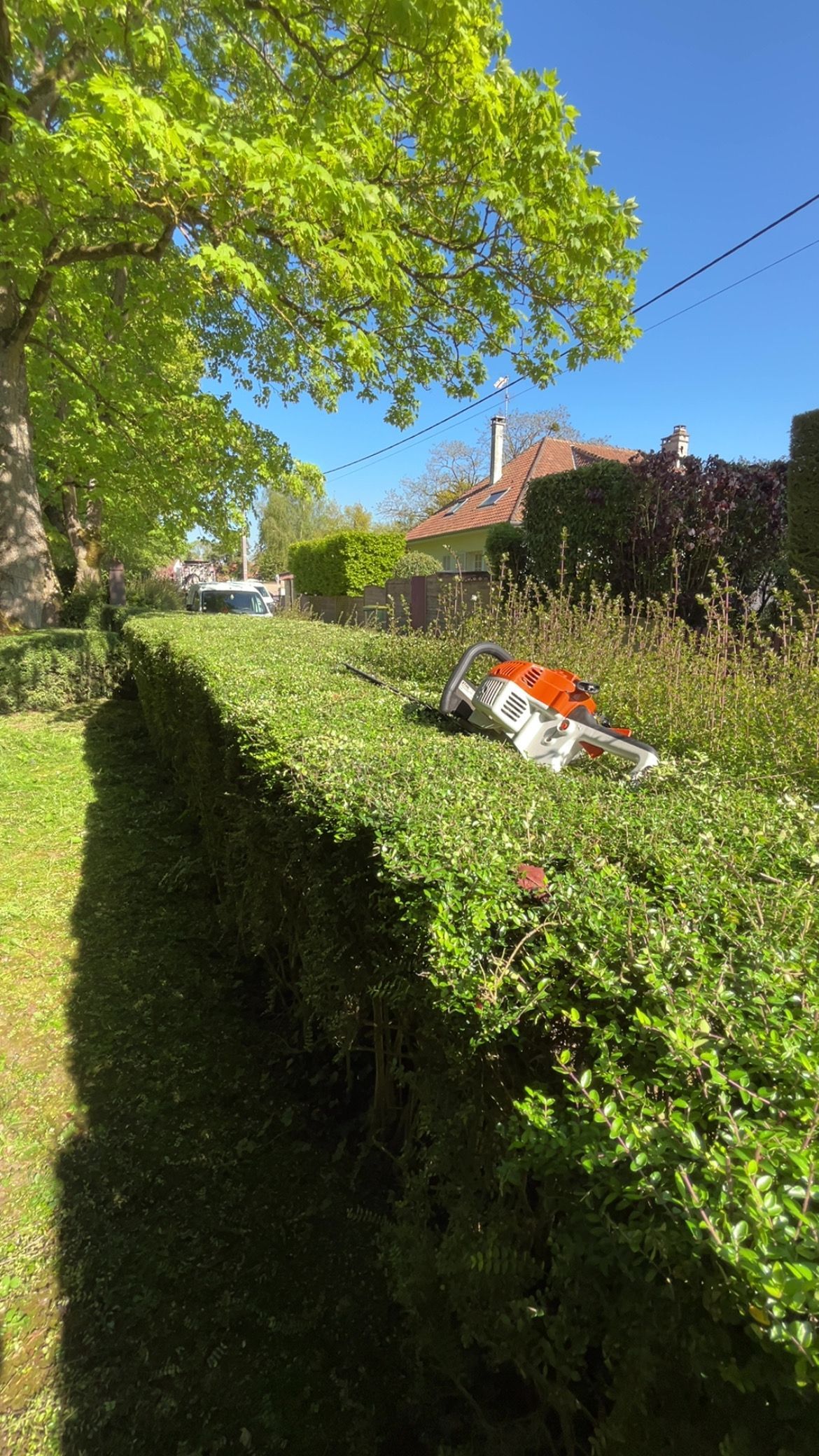 Allée de jardin ensoleillée bordée de haies vertes et denses, un arbre au-dessus et une chaise orange et blanche en arrière-plan.