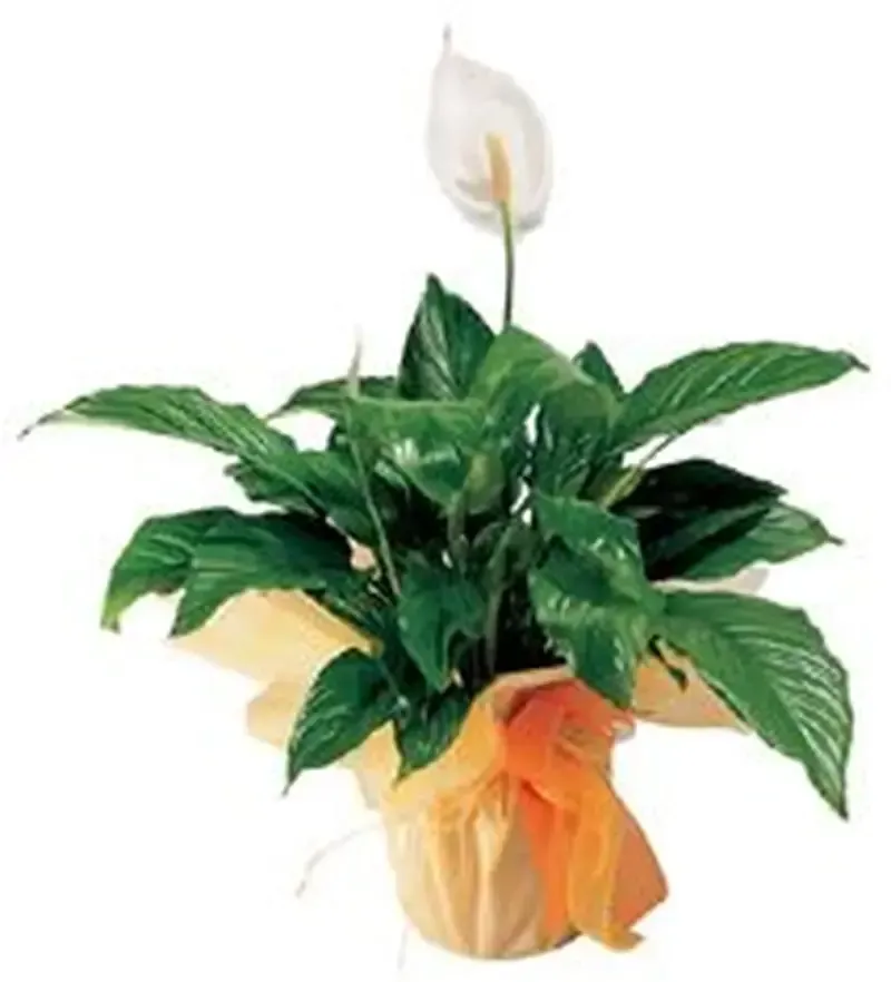 Planta de lirio de la paz con flor blanca y hojas verdes en una maceta amarilla, envuelta en papel de seda.