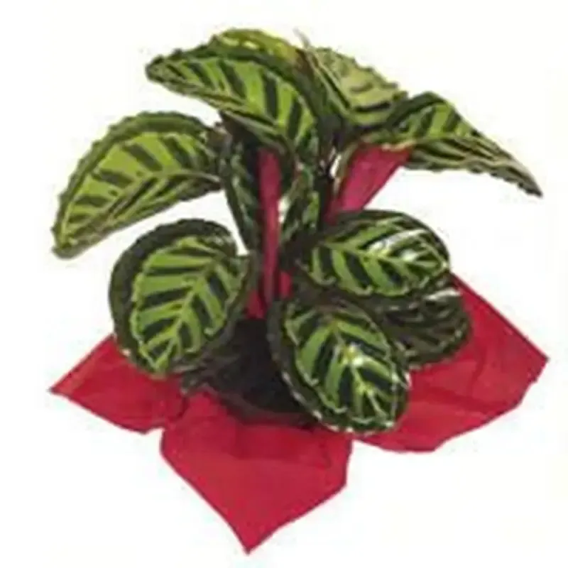 Planta Calathea con hojas rayadas de color verde y verde oscuro, envoltura roja.